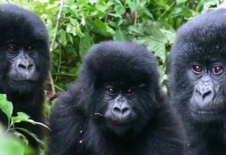 Baby-Gorillas-bwindi